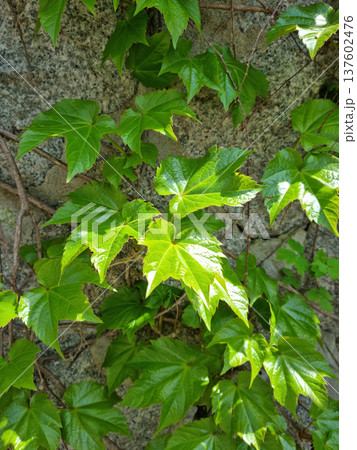 It's a spring morning glory vine. 137602476