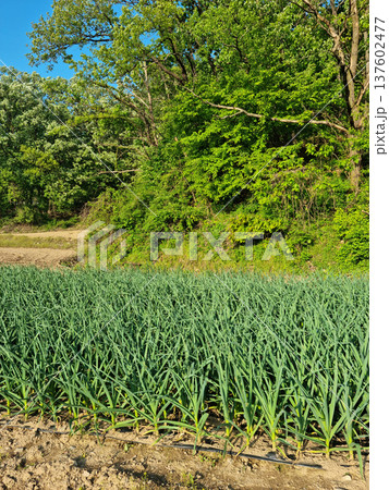 This is a landscape of garlic fields. 137602477