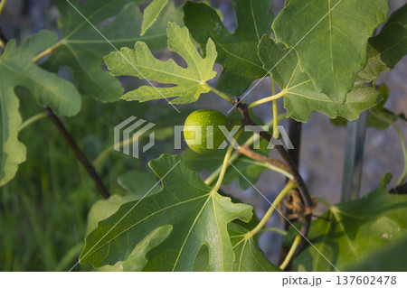 It is a fig tree with fruit. It is a fig tree with fruit. 137602478