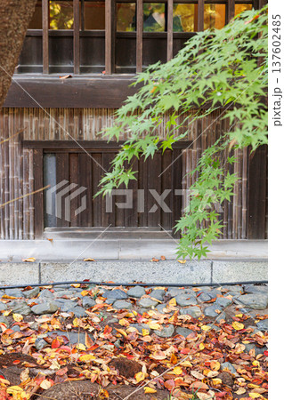 落ち葉のある風景 137602485