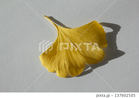 ginkgo leaf that have turned yellow. 137602585