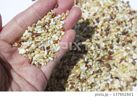 Hands and grains of grain. 137602601