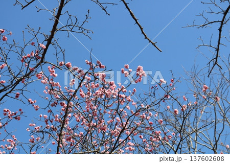 春を告げる梅の花 早春の公園 春を告げる梅の花 早春の公園 137602608