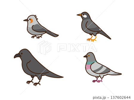 野鳥のイラストセット（ヒヨドリ・ムクドリ・カラス・ハト） 137602644
