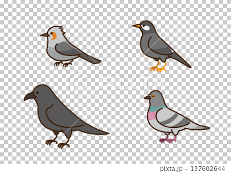 野鳥のイラストセット（ヒヨドリ・ムクドリ・カラス・ハト） 137602644
