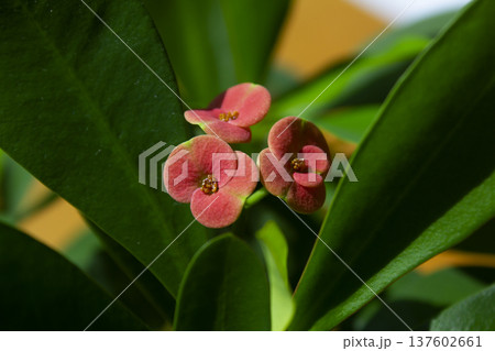 This is a close-up of a Euphorbia milii in bloom. 137602661