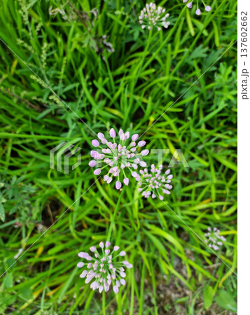 it is Chives with Flowers. it is Chives with Flowers. 137602662