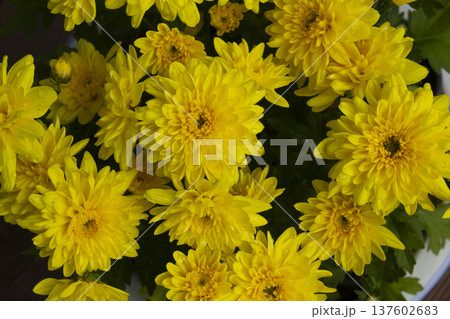 Close-up of a yellow chrysanthemum flower. Close-up of a yellow chrysanthemum flower. 137602683
