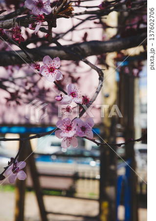 Pink spring blossom on tree branch in playground park 137602706