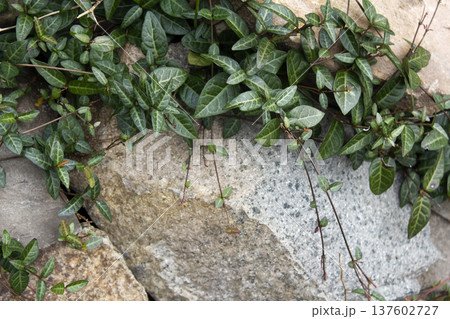 Close-up of Asian Jasmine leaves. 137602727