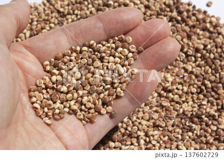 It is a sorghum that is placed in the hand. It is a sorghum that is placed in the hand. 137602729
