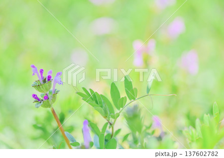 ホトケノザの花と春の自然背景 137602782