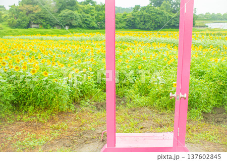 三重県 津市 とことめの里 一面に咲き誇ったひまわり畑とピンク色のドア 三重県 津市 とことめの里 一面に咲き誇ったひまわり畑とピンク色のドア 137602845