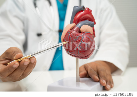 Cardiovascular disease CVD, doctor with heart human model. 137603199