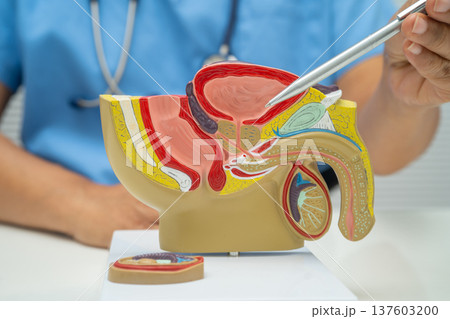 Male reproductive system, Asian doctor holding human anatomy model for study diagnosis and treatment in hospital. 137603200