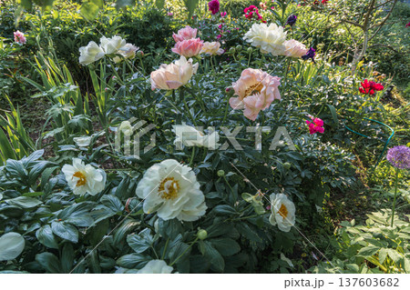 Herbaceous Peonies Pink Hawaiian Coral in flower  137603682