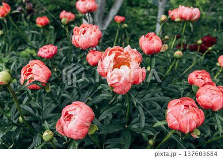 Herbaceous peony Coral charm in flowers garden 137603684