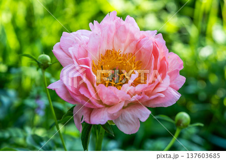 Herbaceous Peonies Pink Hawaiian Coral in flower Herbaceous Peonies Pink Hawaiian Coral in flower 137603685