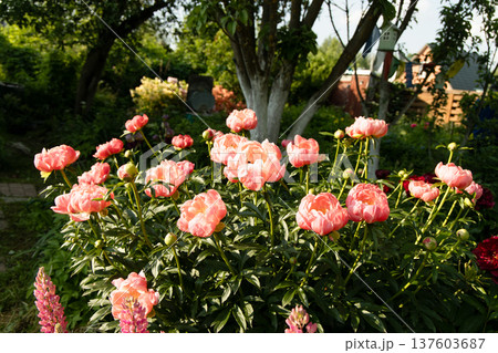 Herbaceous peony Coral charm in flowers garden Herbaceous peony Coral charm in flowers garden 137603687
