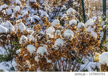 The withered inflorescences of a hydrangea are covered with snow. 137603701