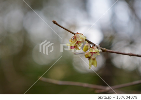 雲南ロウバイ 137604079