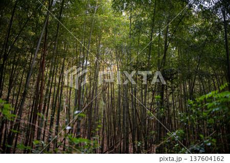 愛知県 名古屋市 相生山緑地 山の中にある薄暗い竹林・和風イメージ 愛知県 名古屋市 相生山緑地 山の中にある薄暗い竹林・和風イメージ 137604162
