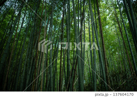 愛知県 名古屋市 相生山緑地 山の中にある薄暗い竹林・和風イメージ 愛知県 名古屋市 相生山緑地 山の中にある薄暗い竹林・和風イメージ 137604170