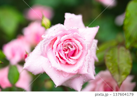 雨に濡れたピンクのバラ 137604179