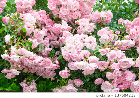 雨に濡れた一面のピンクのバラ 137604215