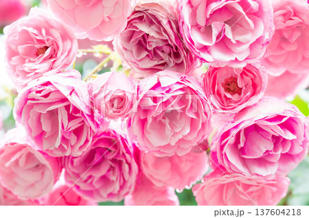 雨に濡れた一面のピンクのバラ 137604218
