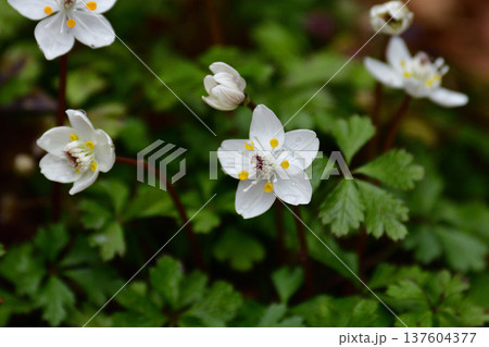 バイカオウレン 137604377