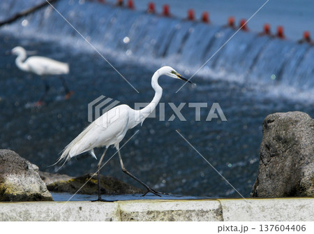 堰の上を歩くダイサギ 137604406