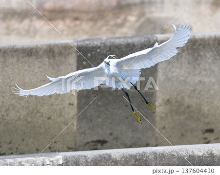 堰の上を飛ぶコサギ 137604410