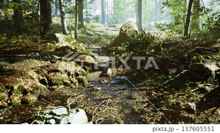 In a tranquil forest, soft sunlight filters through the trees, illuminating a small stream that gently flows over rocks and moss, creating a peaceful atmosphere filled with natures beauty. 137605551
