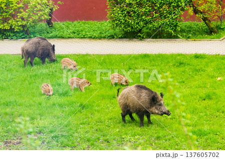 Wild boar family walking on grass in urban area. Wild life and modern city Wild boar family walking on grass in urban area. Wild life and modern city 137605702