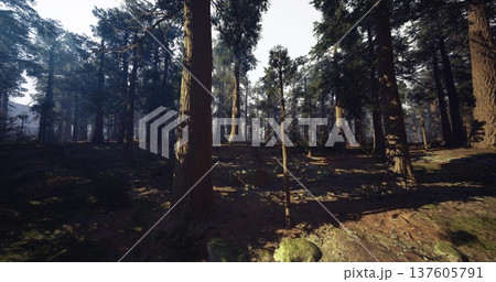 sun dappled pine forest ideal for wildlife scouting and photography, winding trail lined with ferns and mosscovered rocks, natural hides and vantage points 137605791