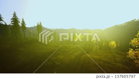 forest edge clearing bathed in morning light, soft dew on meadow grasses and warm rays through trees, uplifting pastoral scene for lifestyle, travel, 137605797