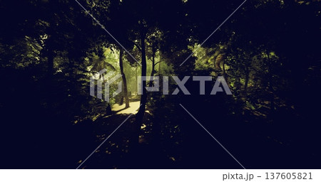 secluded green walkway corridor bathed in filtered light with layered foliage, textured shadows and intimate scale perfect for lifestyle, wellness 137605821