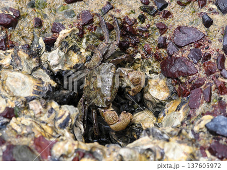 磯の岩場を歩くフタバカクガニ 137605972