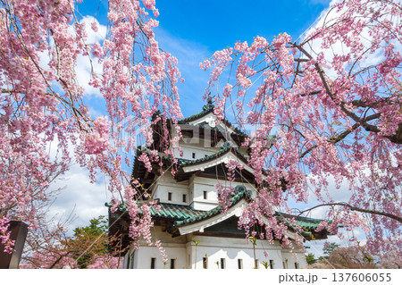 満開のシダレザクラ越しに見上げる晴れた日の弘前城の天守閣 (青森県、弘前) 137606055