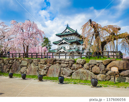 満開のシダレザクラと支柱のある桜の古木に彩られた石垣の上の弘前城天守閣 (青森県、弘前) 137606056
