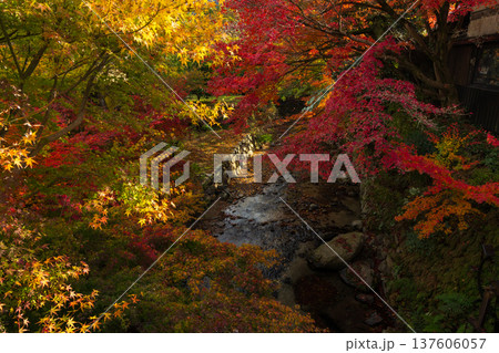 秋の福岡県朝倉市　紅葉の秋月城下町 137606057