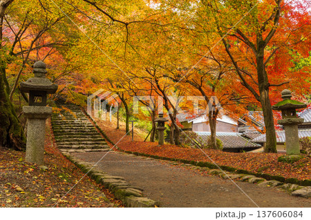 秋の福岡県朝倉市　紅葉の秋月城下町　秋月城跡 137606084