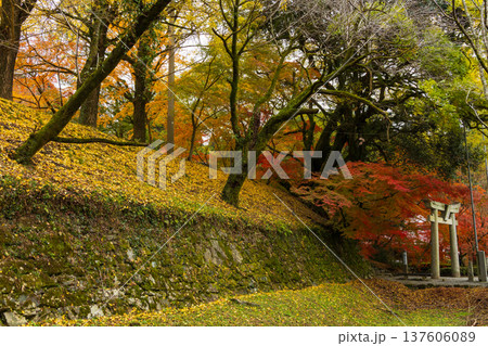 秋の福岡県朝倉市　紅葉の秋月城下町　秋月城跡 137606089