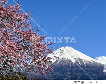 河津桜と富士山 河津桜と富士山 137606118