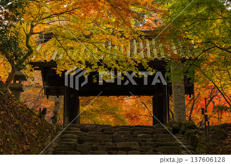 秋の福岡県朝倉市 紅葉の秋月城下町 秋月城跡(黒門) 秋の福岡県朝倉市 紅葉の秋月城下町 秋月城跡(黒門) 137606128