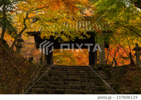 秋の福岡県朝倉市 紅葉の秋月城下町 秋月城跡(黒門) 秋の福岡県朝倉市 紅葉の秋月城下町 秋月城跡(黒門) 137606129
