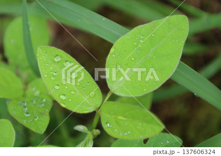 癒しのグリーン 137606324