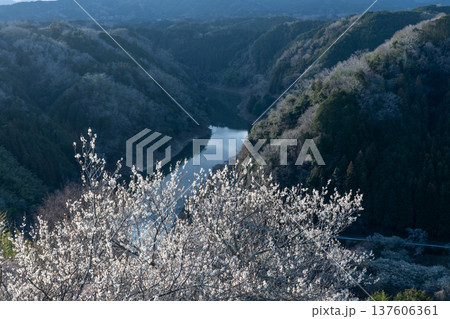 月ヶ瀬梅渓　早朝　満開の梅　奈良県 137606361