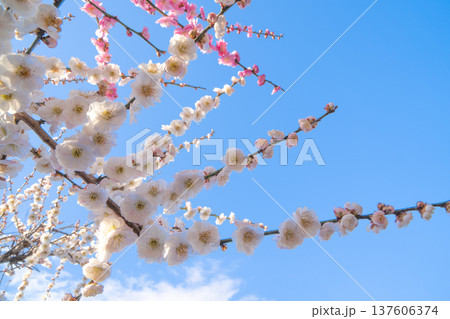 月ヶ瀬梅渓 早朝 満開の梅 奈良県 月ヶ瀬梅渓 早朝 満開の梅 奈良県 137606374